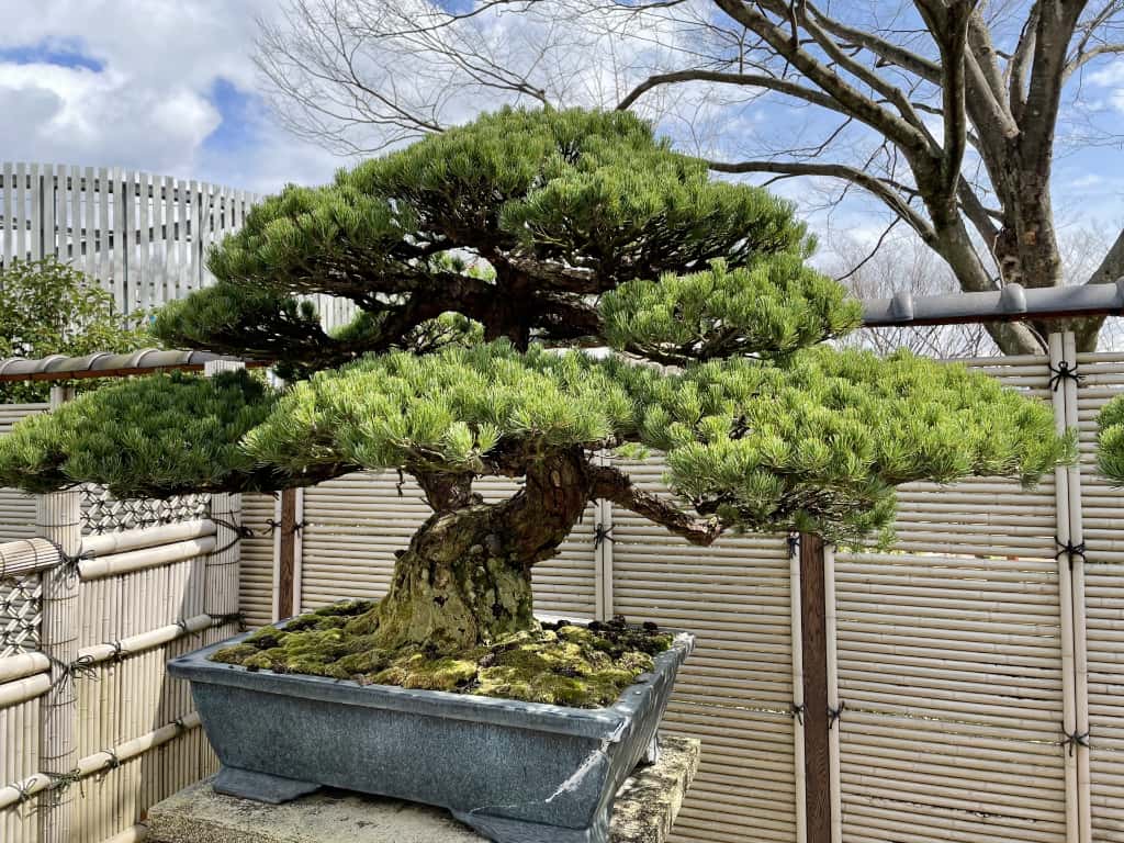 盆栽鋏 おすすめ