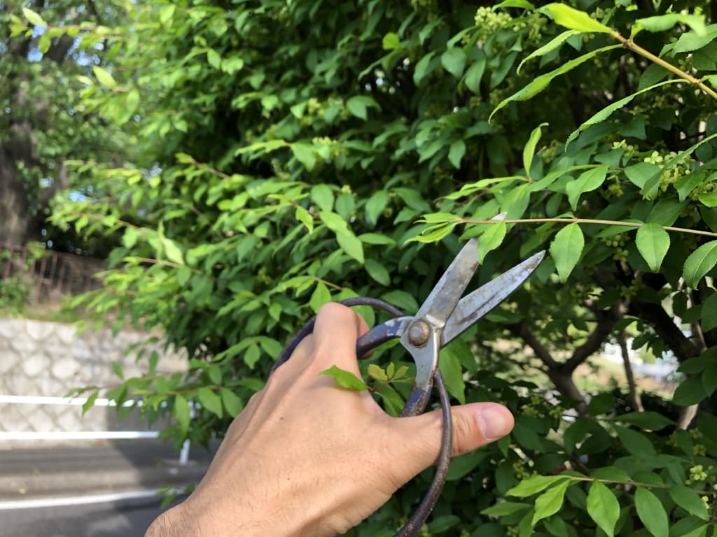 植木鋏 おすすめ