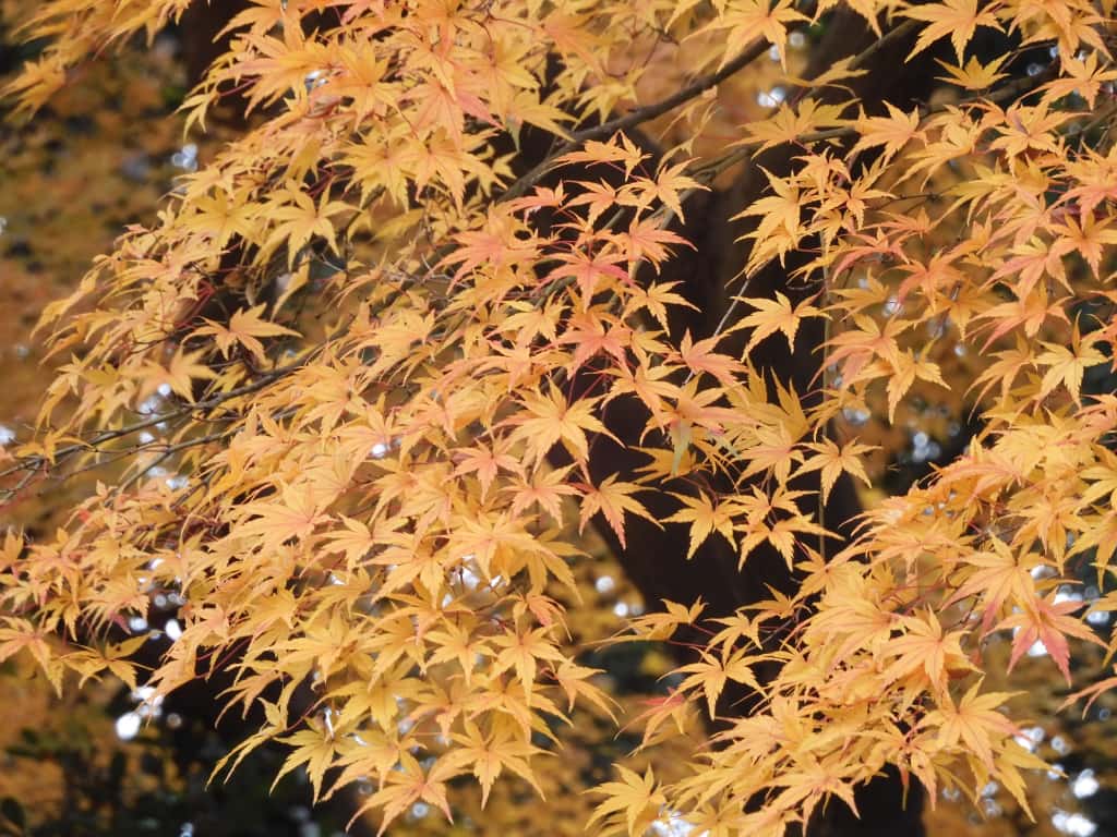モミジ 剪定
